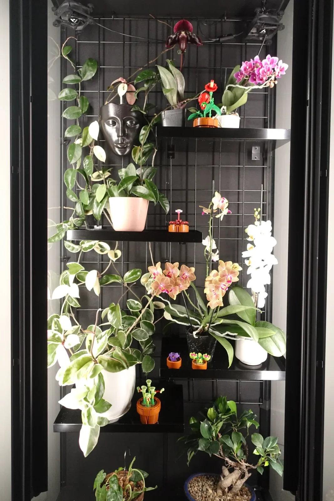 recently moved in the orchids