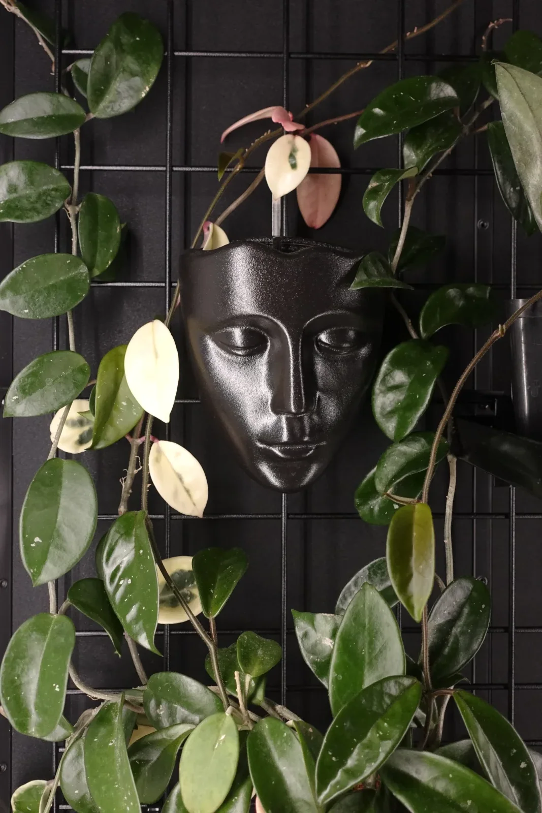 i absolutely love this face planter